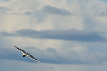 A single black-headed gull flies gracefully across a soft, horizontal-layered cloudy blue sky during the day.