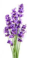 Vibrant lavender blossoms on stems isolated on white background