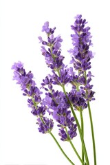 Vibrant purple lavender stems on white background
