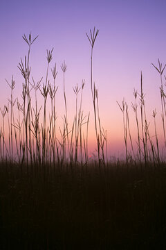 Big bluestem grass, Adropogon girardii in early morning
