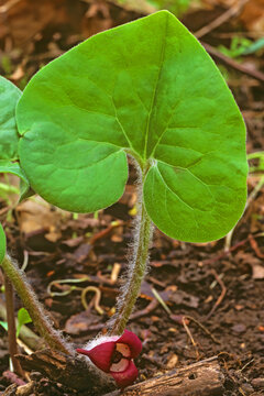 Wild Ginger, Asarum canadense, leaf and basal red flower.