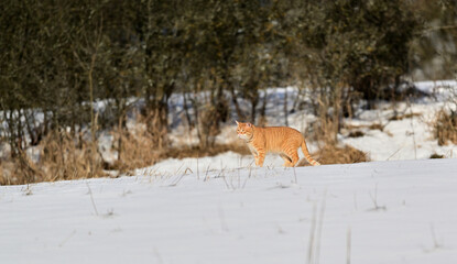 Red domestic cat hunting in the snow in winter