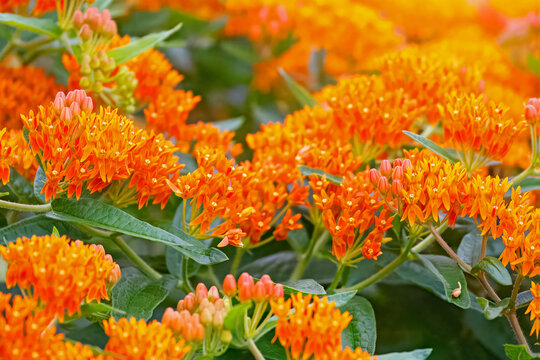 Butterfly Milkweed, Asclepias tuberosa, in bloom