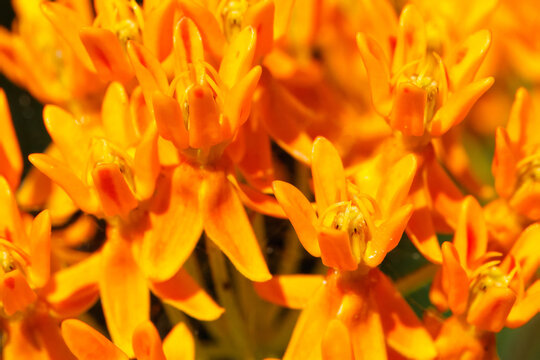 Butterfly weed, Asclepias tuberosa, flowers