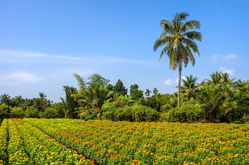 A rural landscape with fields of flowers in bloom during the New Year in Phu Son, Ben Tre province, Vietnam.