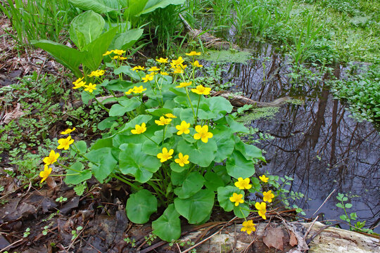 Marsh marigold, Caltha palustris, in fen seepage habitat.