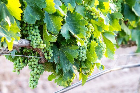 Green grapes on grapevine in vineyard showing cluster harvest and viticulture in Terra Alta Catalonia Spain with fresh detail