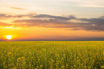 Fototapeta premium A rapeseed flower field at sunset