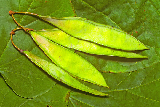 Eastern Red bud, Cercis canadensis, legumes