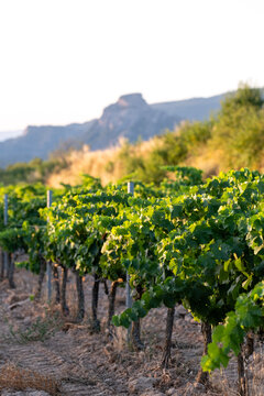 Summer vineyard rows of grapevine in rural hills showing agriculture in Terra Alta Catalonia Spain with natural daylight and texture
