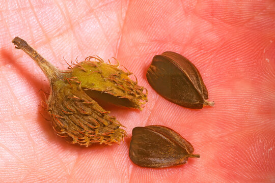 American beech (Fagus americanus) fruit and nuts