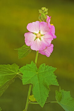 Kankakee Mallow, Iliamna remota, in bloom.