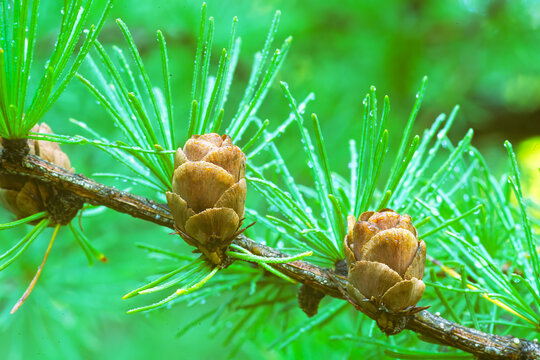 Tamarack, Larix laricina, leaves and cones