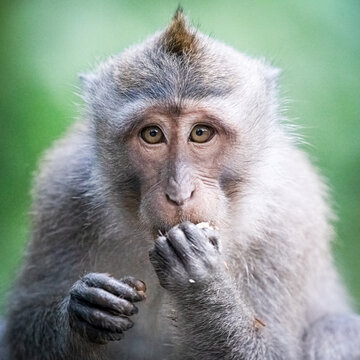 A Long-tailed macaque monkey eats a piece of food with its hands, its eyes looking directly at the camera.
