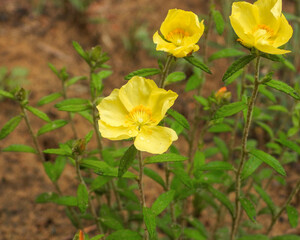 Obraz premium Crocanthemum canadense (Canada Frostweed) Native North American Prairie Wildflower
