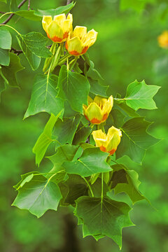 Tulip Poplar Flowers, Liriodendron tulipifera