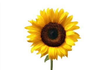 Obraz premium Bright yellow sunflower against a white background