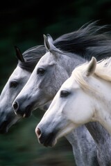 Obraz premium Three graceful horses galloping in sync with flowing manes and alert expressions