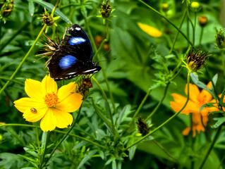 butterfly on a flower