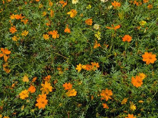 field of yellow flowers