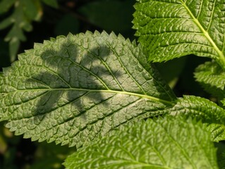 close up of green leaf