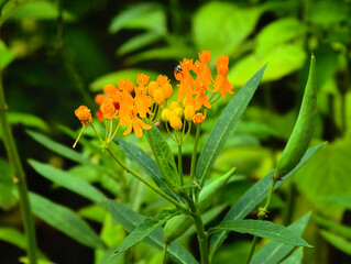 yellow flower on green background