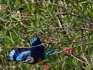 blue brid in park