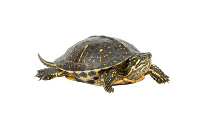 Obraz premium Spotted turtle isolated On Transparent Background