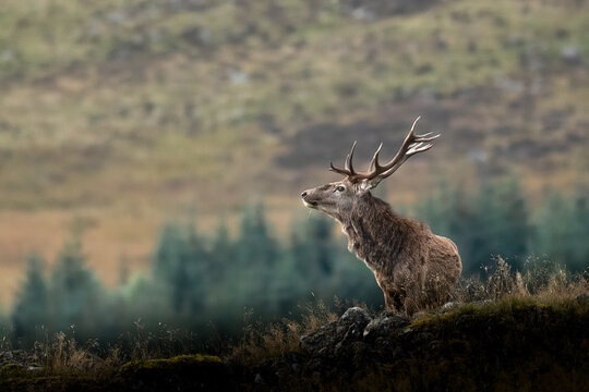 A majestic red deer stag stands alert on a rocky outcrop, surveying its surroundings in the Scottish Highlands.