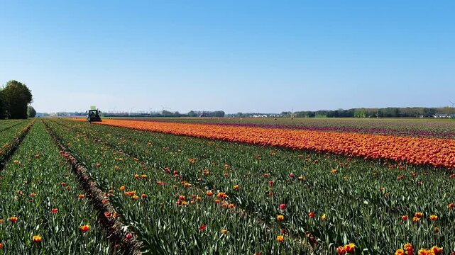 Green tractor harvesting tulip field, rows of orange and red blooms under clear blue sky, agricultural implement trimming edge along dirt path, spring landscape