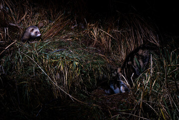 A wild polecat ferret emerges from dense grass, while a tabby cat is hidden in the undergrowth, suggesting a moment of cautious interaction or territorial encounter in a natural setting. © John