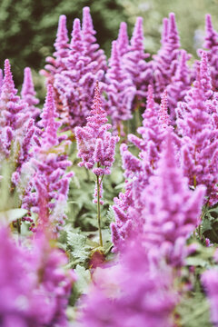 Vibrant pink astilbe flowers blooming in lush garden under natural light