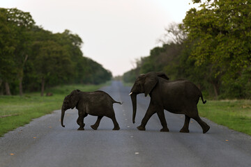 Obraz premium Mother and Baby African Elephant (Loxodonta africana) Crossing Road