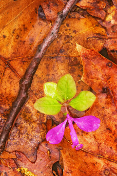 Pink gaywing, Polygala paucifolia,