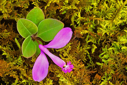 Pink gaywings, Polygala paucifolia.