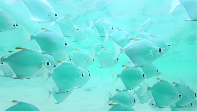 Close Up Slow Motion School Of Silver Moonfish Gliding Through Crystal Clear Turquoise Ocean In Sri Lanka