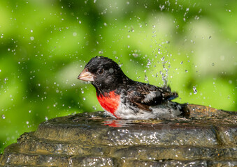 Male Rose-breasted Grosbeak in a Garden Water Fountain