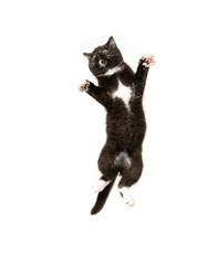 Black and white kitten playing