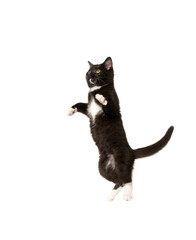 Black and white kitten playing © Tony Campbell