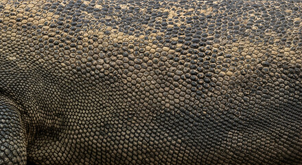 Abstract Texture of Komodo Dragon's Armored Skin and Scales