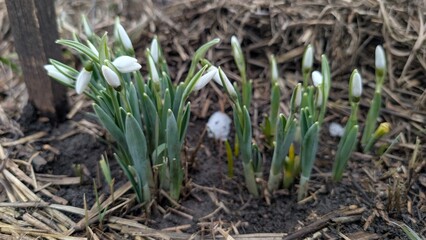 An Intimate View Of Early Spring Blossoms Highlighting Tranquil Earthy Shades And Delicate New Shoots