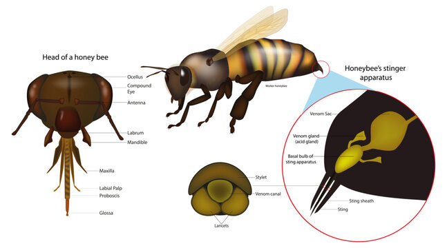 Honeybee Anatomy Diagram With Sting Apparatus. Honey Bee Head And Stinger Structure Illustration. Apis Mellifera