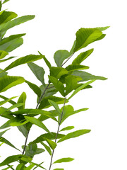 Obraz premium Plant branch isolated on transparent background. oak tree branch isolated on transparent background. Young plant or tree leaves isolated on white background. Tree foliage PNG. Plant leaves PNG