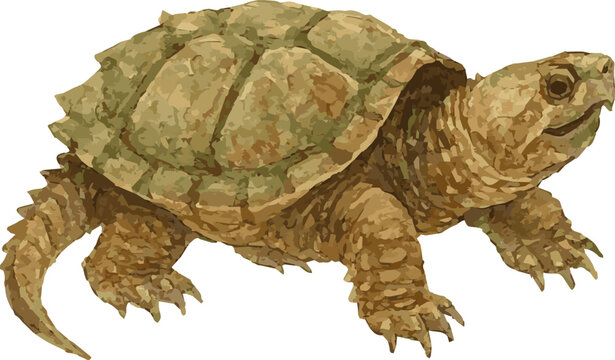 Vector watercolor realistic illustration of a common snapping turtle