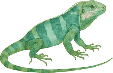 Vector watercolor illustration of a lau banded iguana