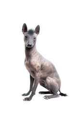Obraz premium Xoloitzcuintli dog, full body visible, dog sitting naturally, compact calm sitting posture, dog facing the camera