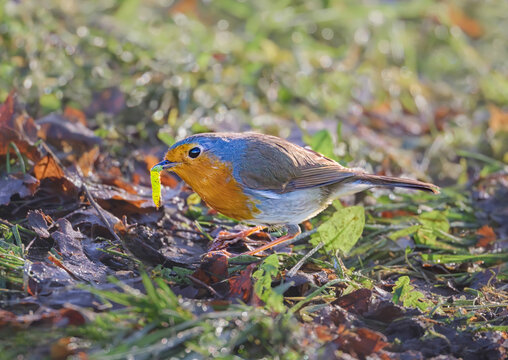 European robin, Erithacus rubecula, searching for food within fallen leaves, finding and eating a caterpillar in winter, Rhineland, Germany. Leaving leaves on the ground is helping birds to find food 