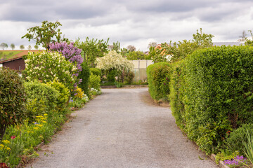 Allotment garden path in spring with blooming shrubs