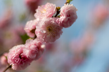 Pink cherry blossoms in spring with soft blue sky