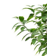 Obraz premium Plant branch isolated on transparent background. Green small tree branch isolated on transparent background. Young plant or tree leaves isolated on white background. Tree foliage PNG. Plant leaves PNG